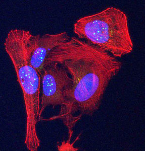 telemere proteins