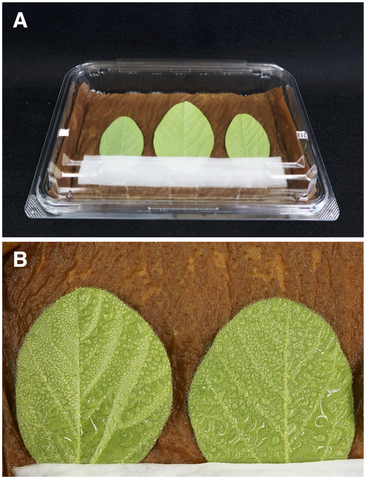 Leaf culture inoculation method