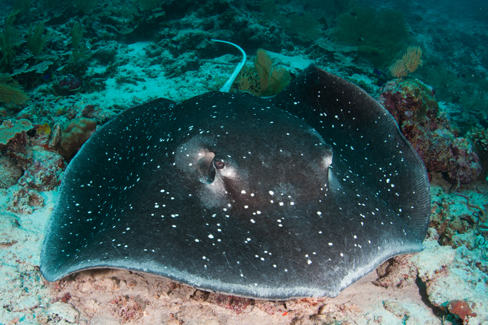 Mangrove whipray. Photo by Ryan Daly © Save Our Seas Foundation
