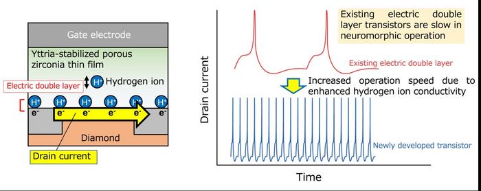 Schematic diagram of the electric double layer transistor developed in this research project