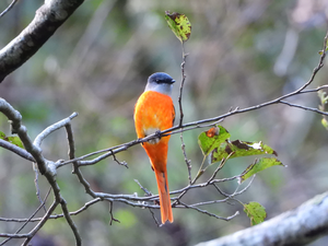 Gray-chinned Minivet