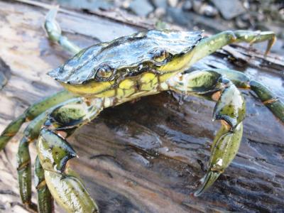 Shore Crab (<i>Carcinus maenas</i>)