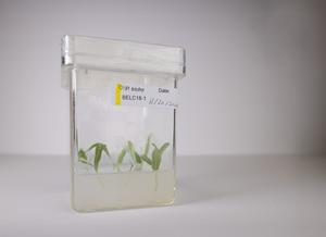 Poplar tree cuttings in a tissue culture.