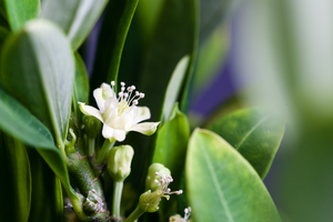 Coca plant