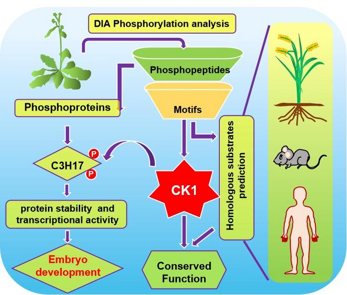 Data-Independent Acquisition-based global phosphoproteomics reveal the diverse roles of Casein kinase 1 in plant development