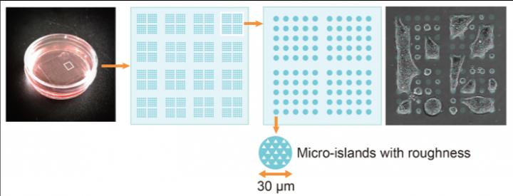 Micro-patterned Plate used for the Study