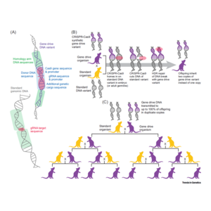 Gene drive transmission is non-Mendelian.