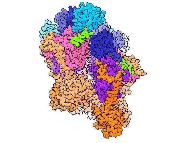 Loading Enzyme (2 of 2)