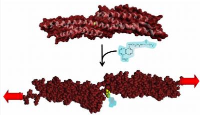 Site Mapping of Molecular Structure Changes in Stressed Cells