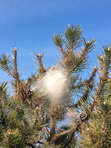 The nest of a pine processionary moth