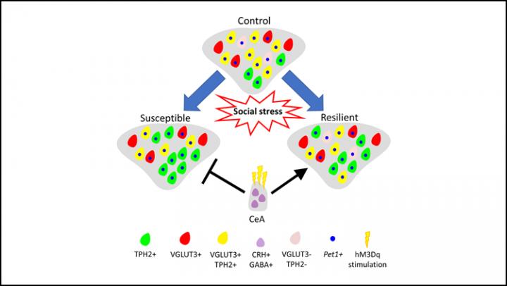 Why Stress Doesn't Always Cause Depression