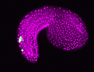 Bipolar Tail Neurons in Ciona