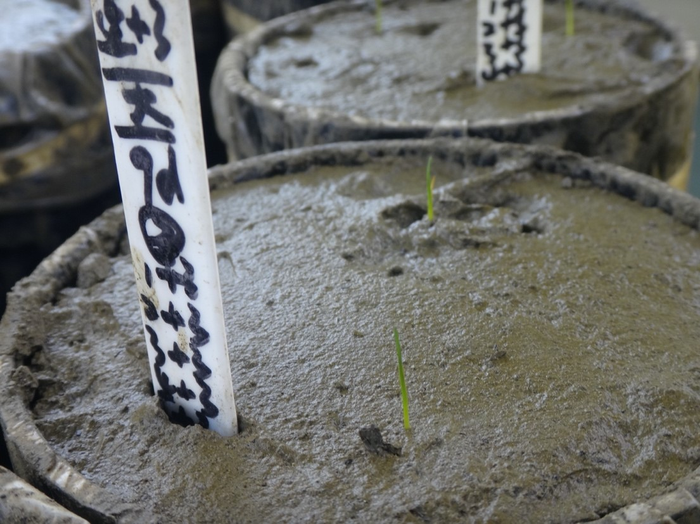Experiments to understand salt marsh seedling establishment on bare tidal flats