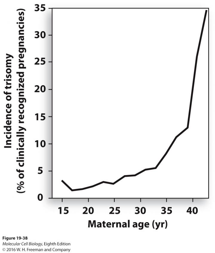 Graph: Maternal Age vs. Cell Division Error