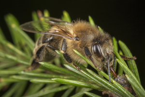 Bee collecting