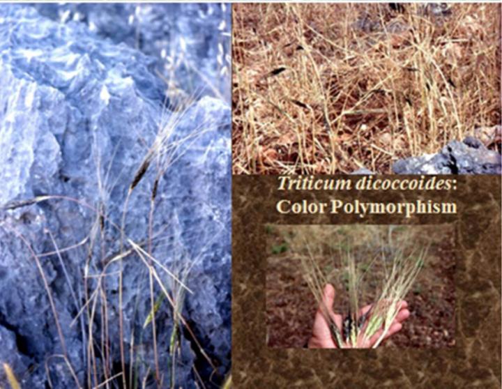 Triticum Dicoccoides Black, Yellow and Green Morphs