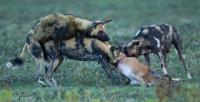 African Wild Dogs Multitasking while Feeding