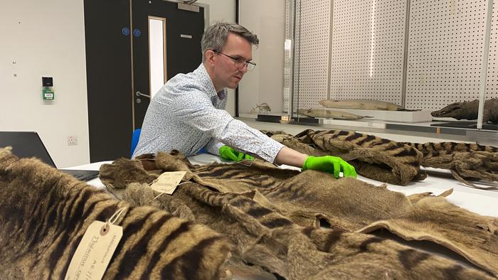 Jack Ashby with the University Museum of Zoology thylacine skins
