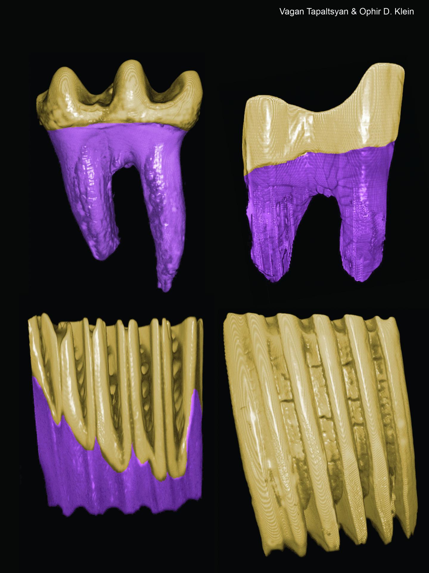 Crown Root Ratios [IMAGE] EurekAlert! Science News Releases