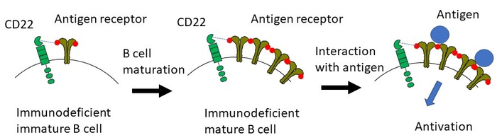 CD22-mediated Functional restoration of immunodeficient B cells mediated by CD22 interaction with its ligand