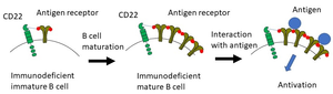 CD22-mediated Functional restoration of immunodeficient B cells mediated by CD22 interaction with its ligand