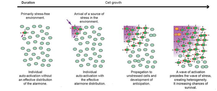 Discovery of a new defence mechanism in bacteria