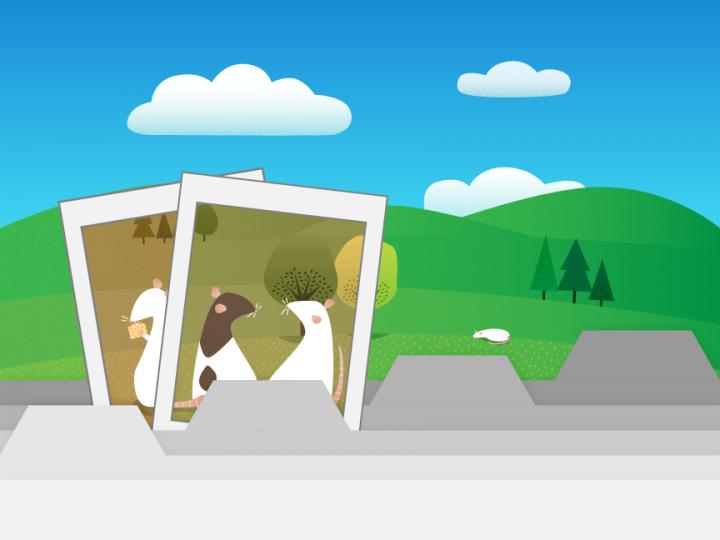 The Big Picture: Mouse Memory Cells Are About Experience, Not Place