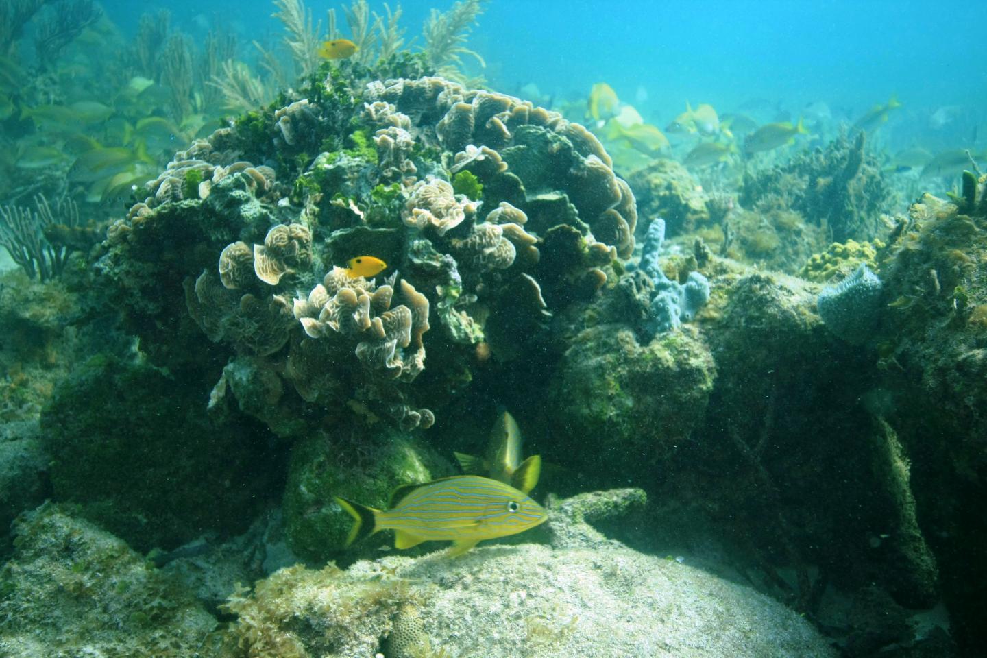 Coral Reef Near Ojos