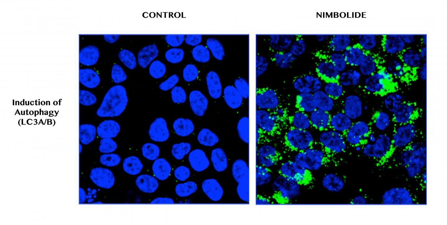 Nimbolide Induces Pancreatic Cancer Cell Death