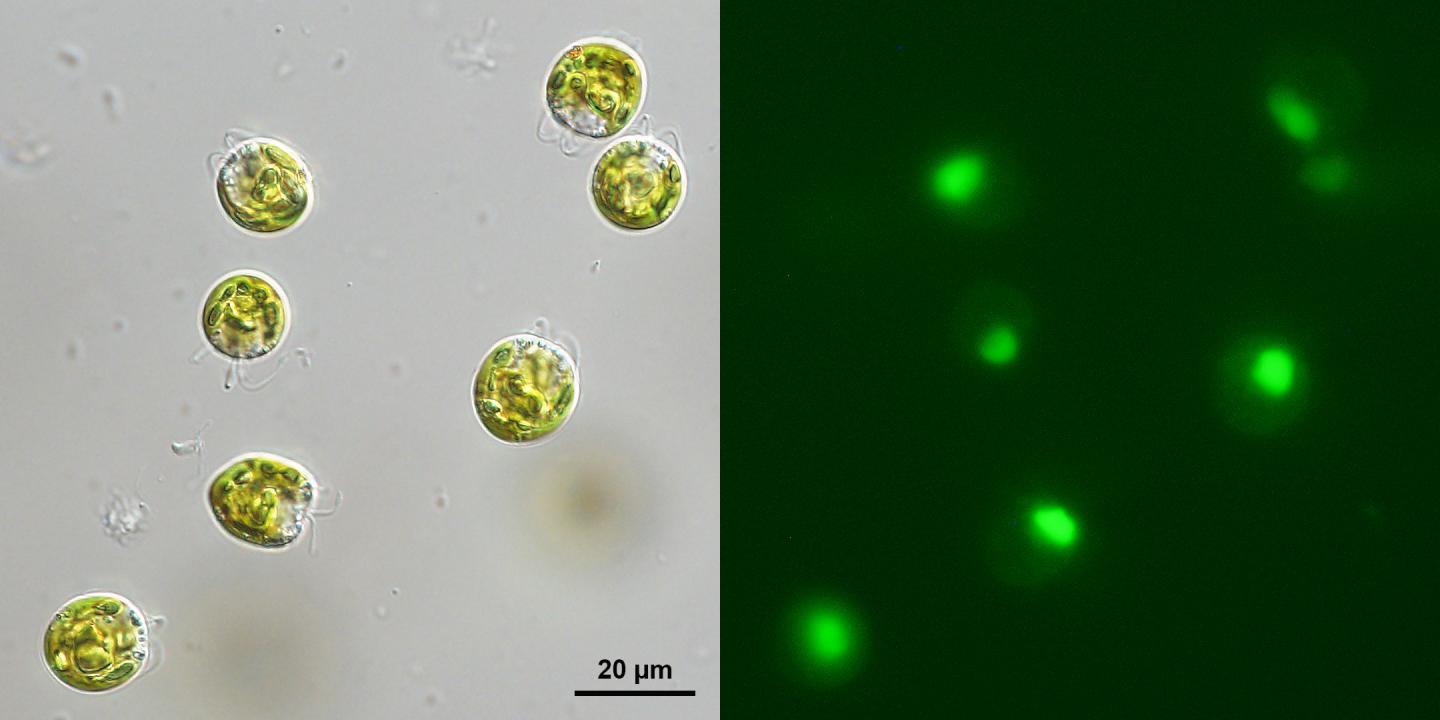 Algae and green fluorescence