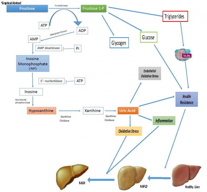 Fructose Consumption Linked to the Increase of Liver Disease Among Adolescents and Children