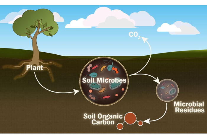 Soil Microbes WVU