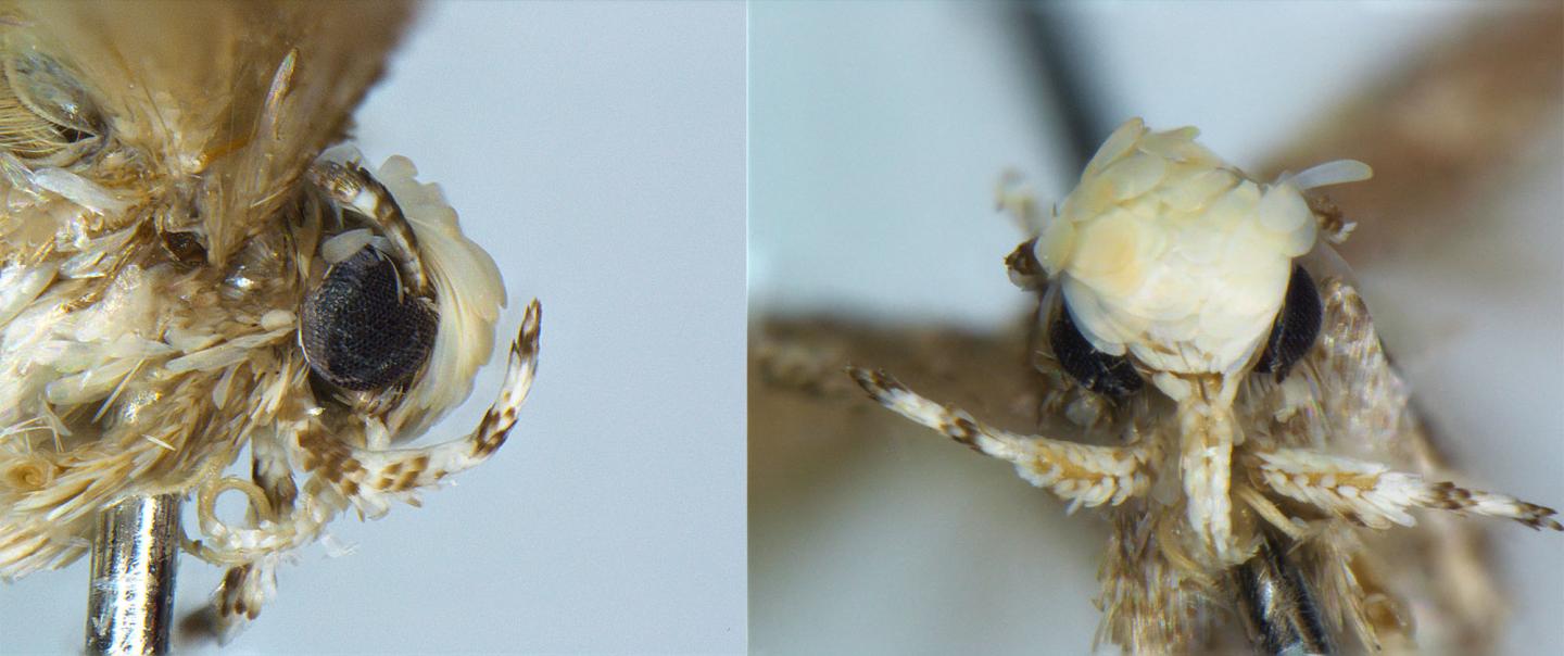 Close up of the Head of a Male <em>Neopalpa donaldtrumpi</em>