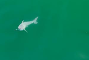 Newborn white shark