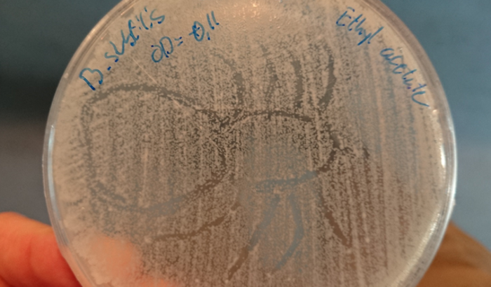 Antimicrobial activity of solvent