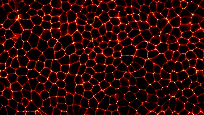 How Cells Use Condensation to Seal Tissues Tight