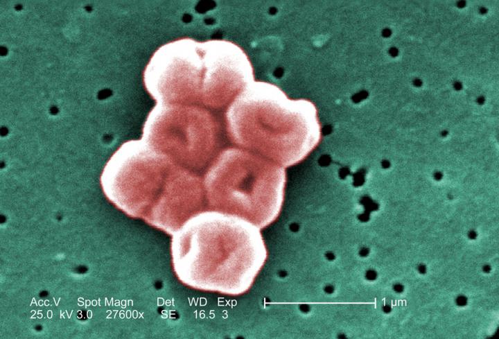 Cluster of <i>Acinetobacter baumannii</i> Bacteria