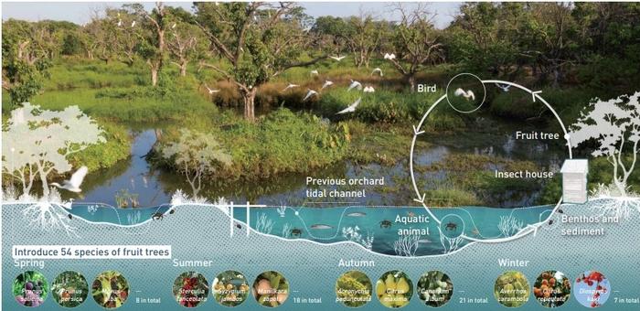 The mound-based orchard wetland system designed to create natural embankment, modify underwater topography, increase tree species that can provide food, and construct a complete food