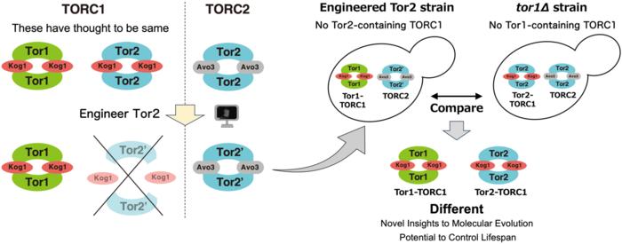 Engineer yeast Tor Complexes and reveal differences of two complex states, previously thought to be same