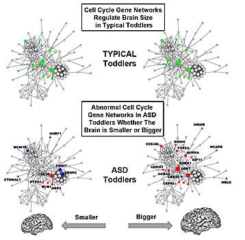 Courchesne Autistic Brain Graphic