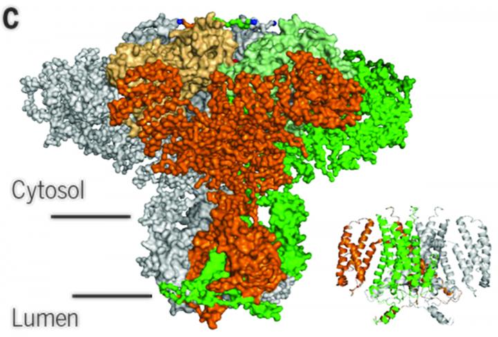 No Sweat: Researchers Unlock Calcium Channel