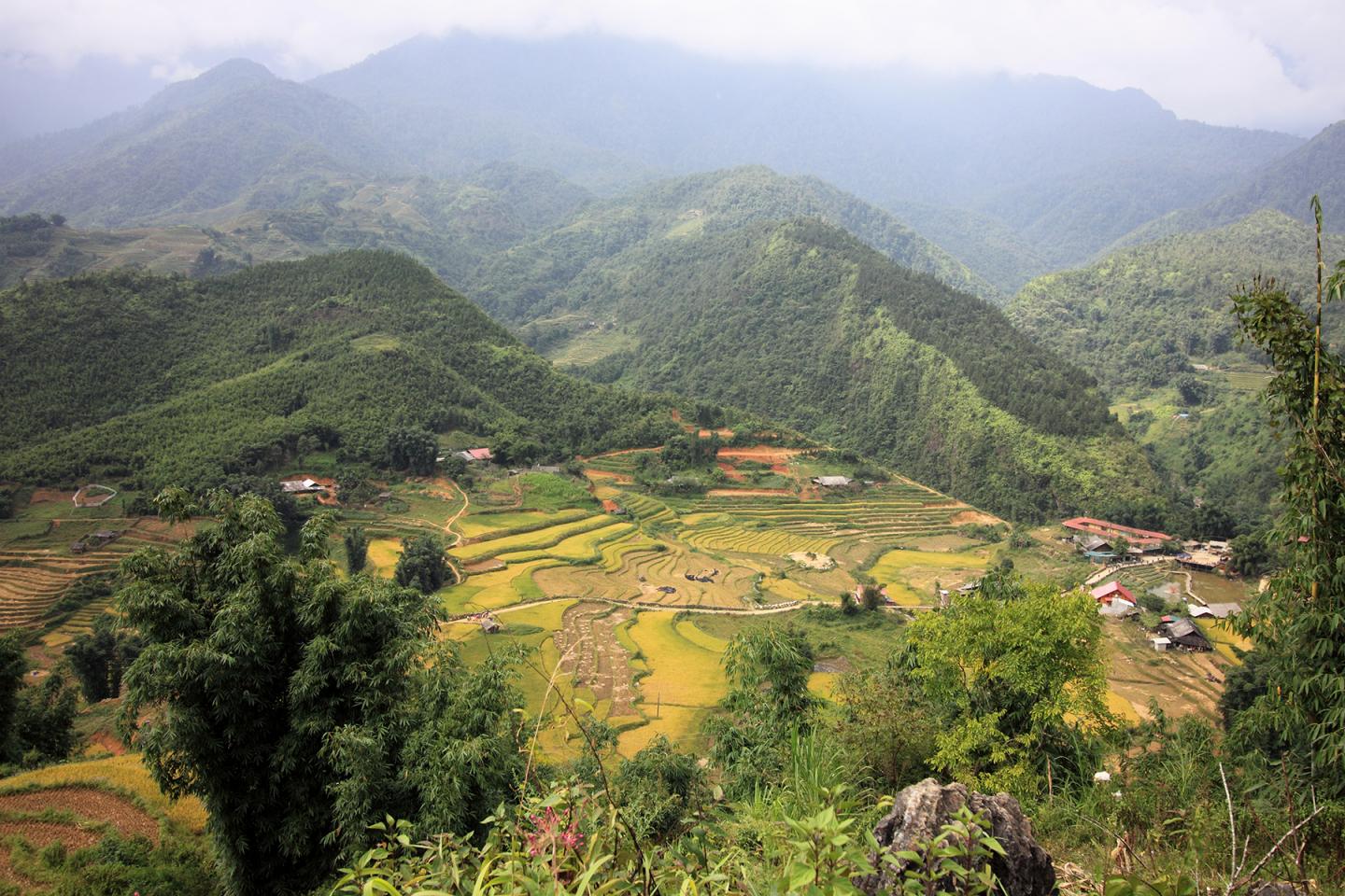 Rice Terraces in Sapa in Vietnam