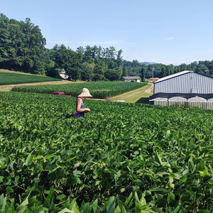 Pollinators in Soybean Fields