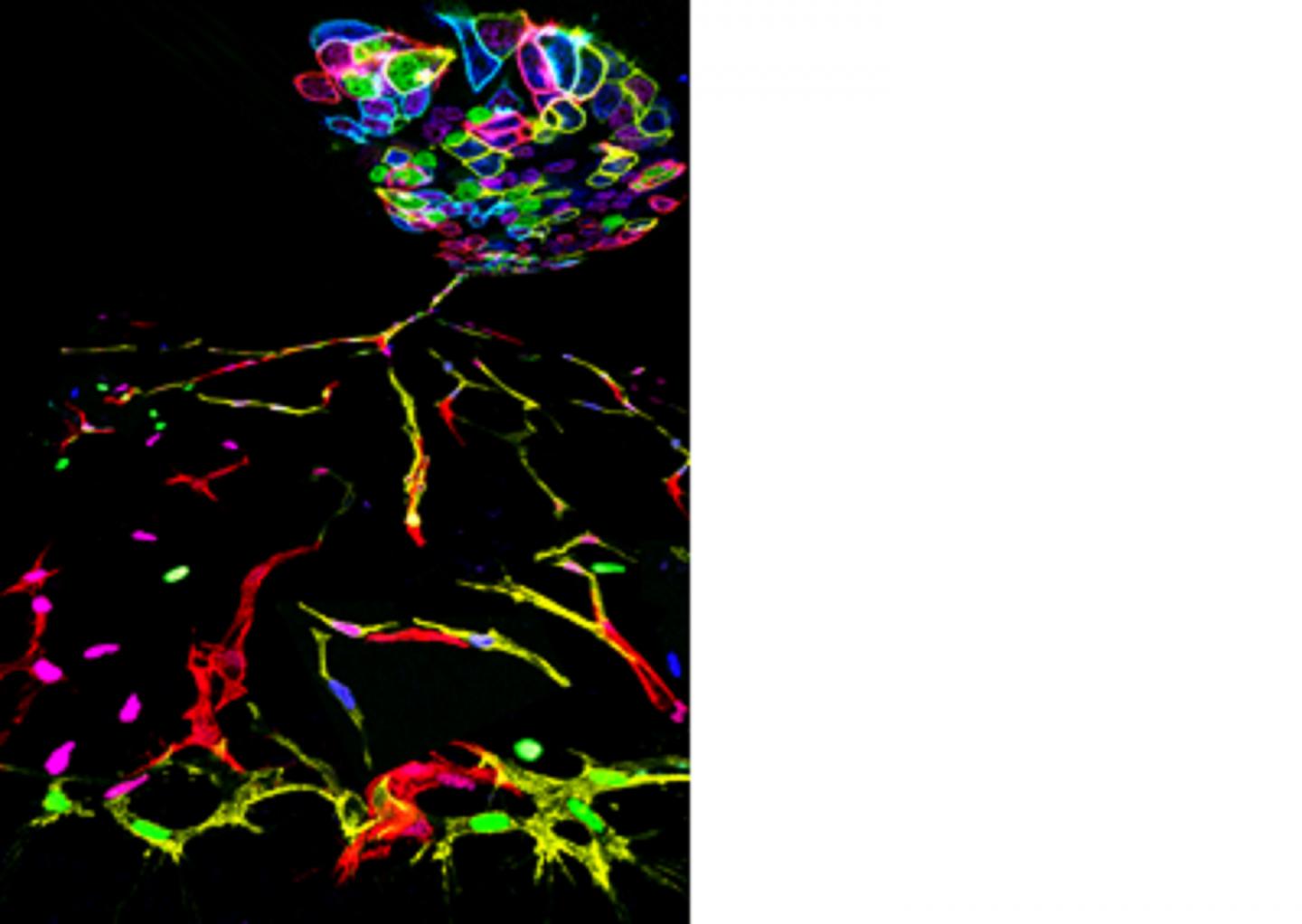 Figure New Genetic Tools