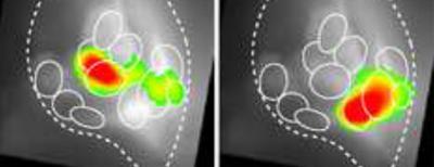 2 Views Inside the Brain of a Fruit Fly