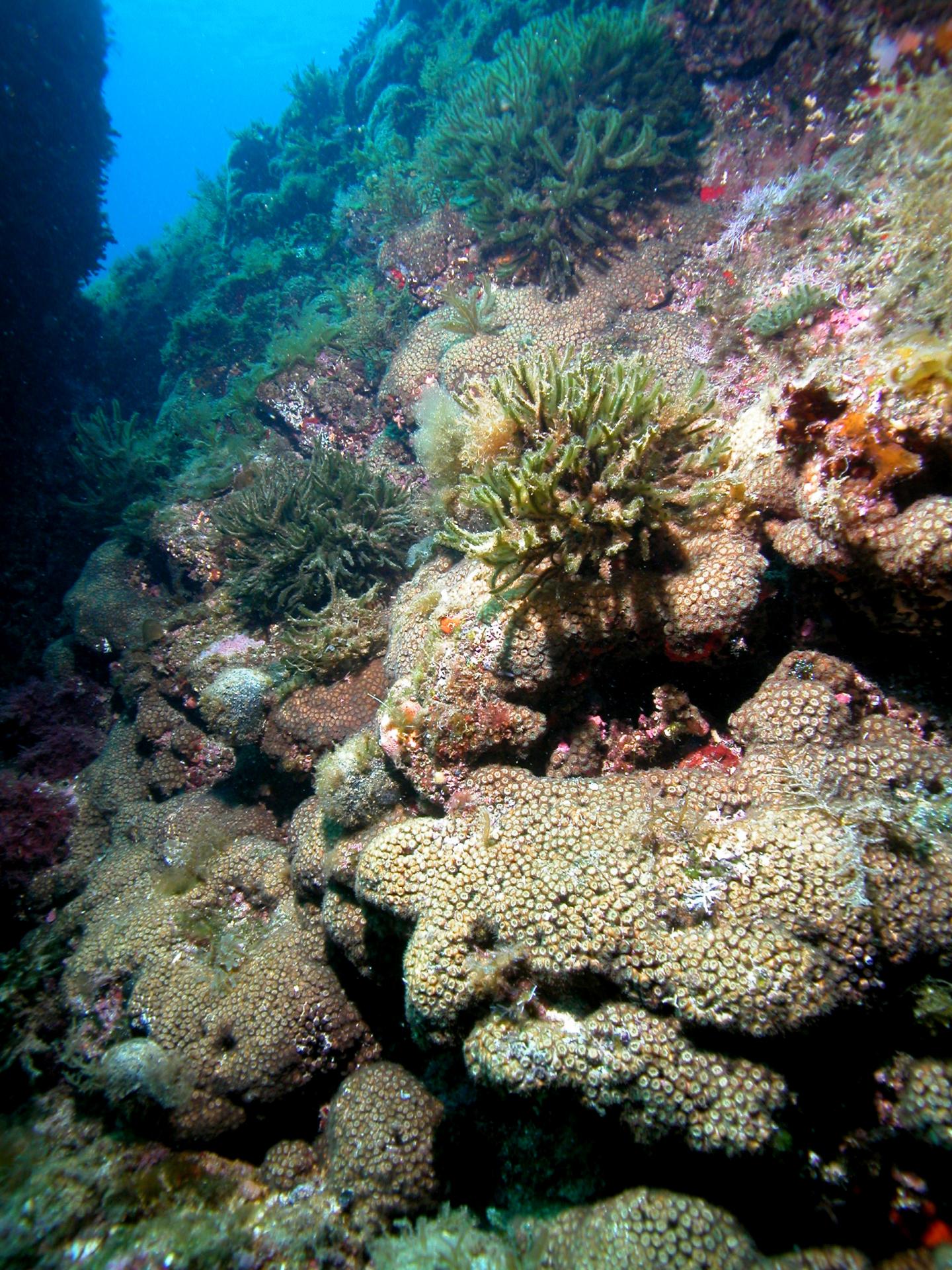 Some Mediterranean Corals Can 'Rise From the Dead' After Fatal Warming Events (3 of 9)