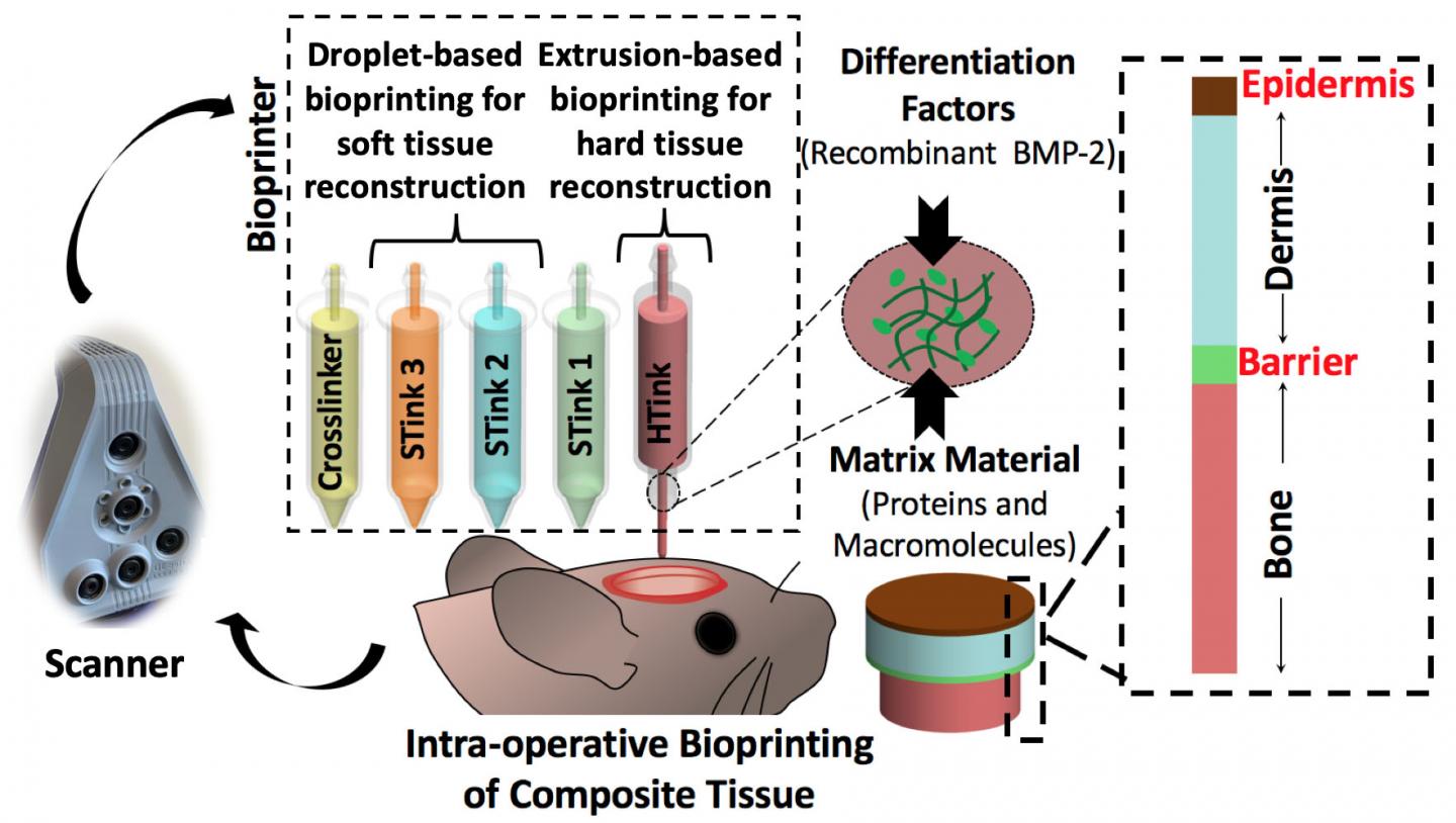 bioprinting skin and bones