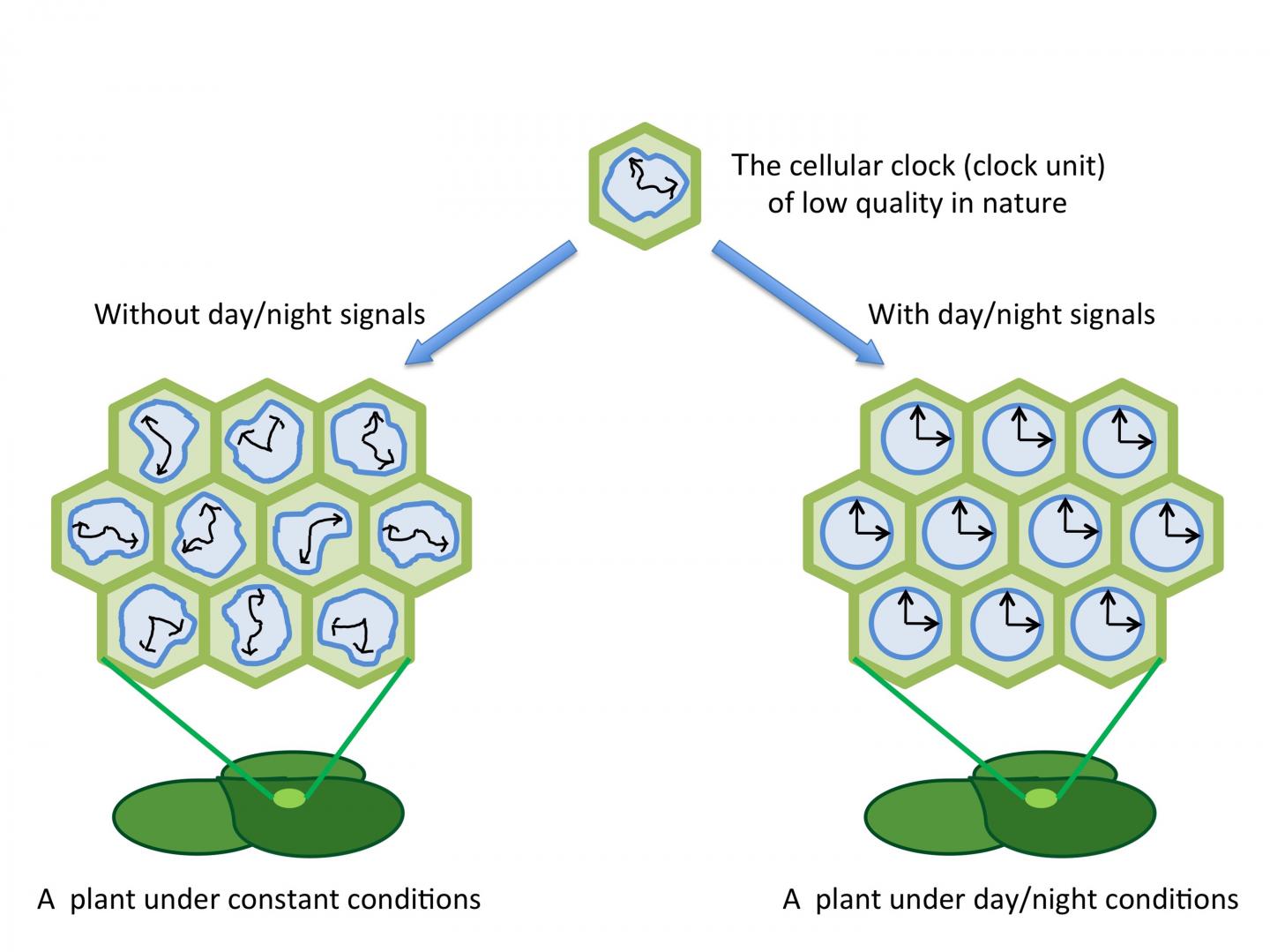 Heterogeneity of cellular circadian clocks in intact plants and its correction in...(2 of 2)