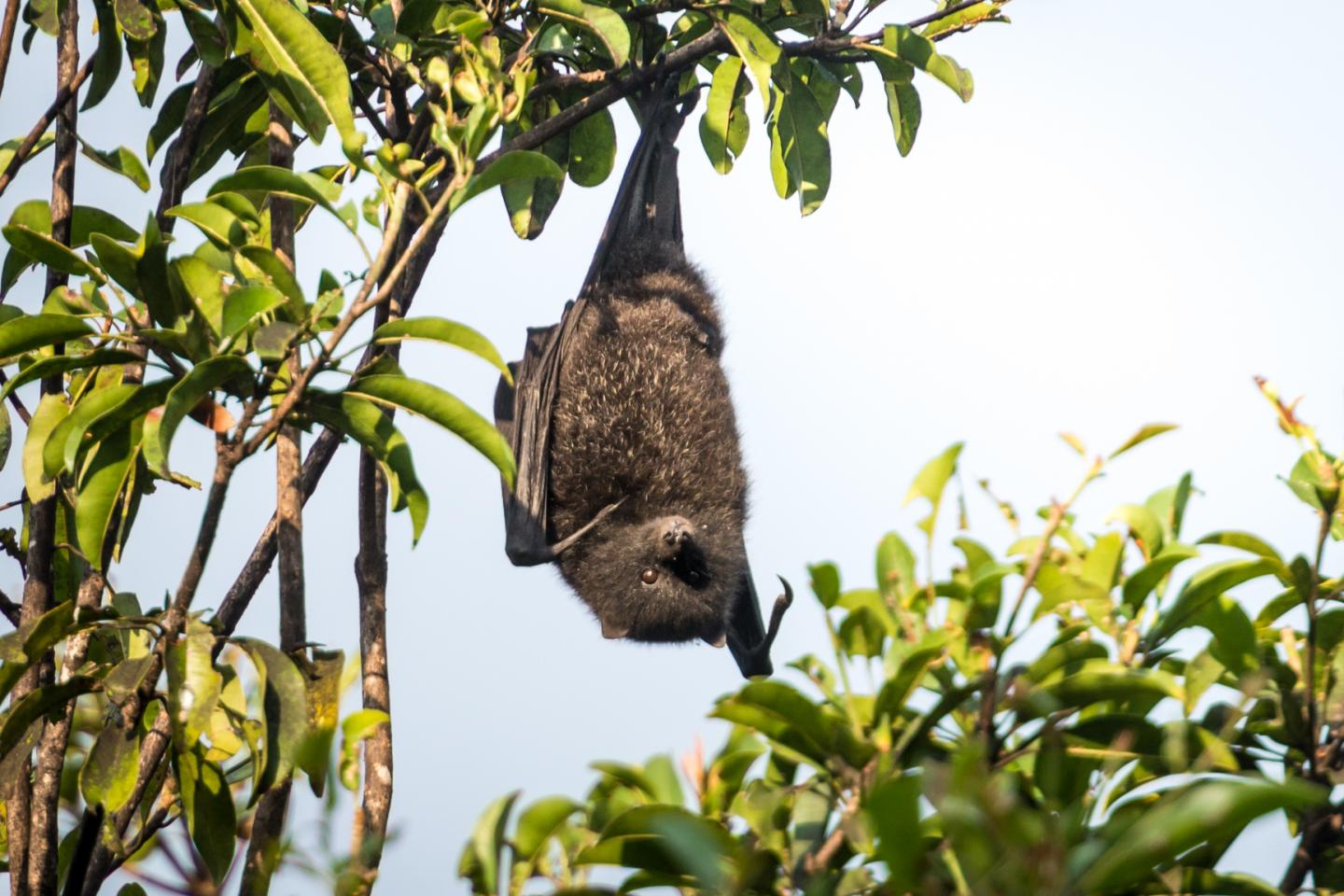 A Christmas Island flying fox