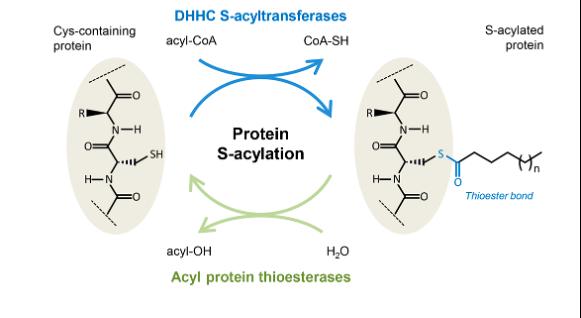 The acylation-deacylation cycle in the cell.